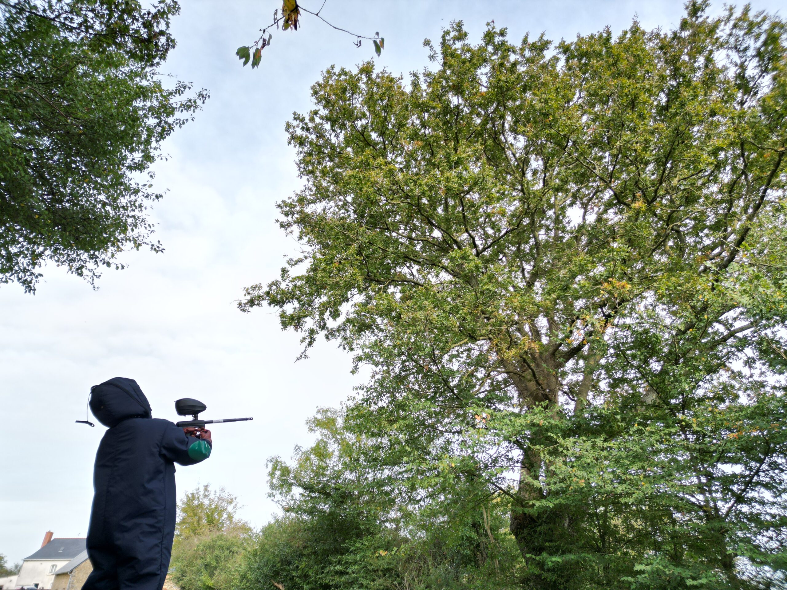 Destruction de nids de guêpes et de frelons