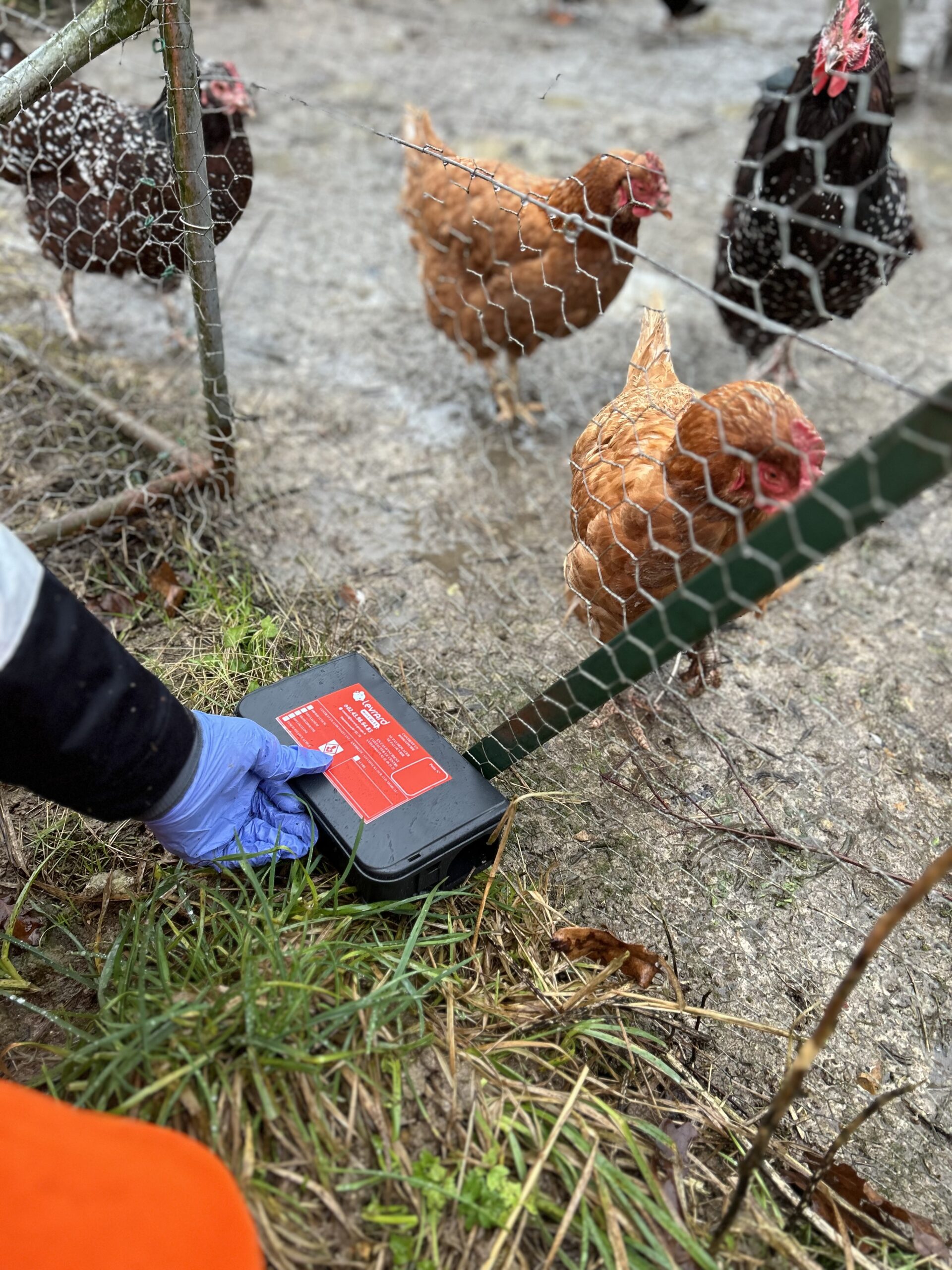 Dératisation professionnelle